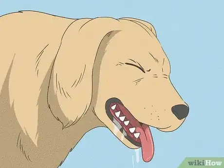 Image titled Know When Your Dog is Sick Step 1