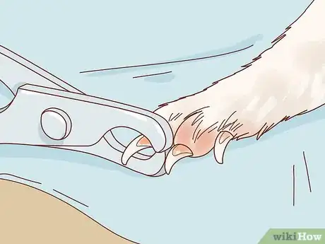 Image titled Trim a Ferret's Nails Step 4