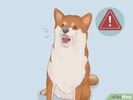 Image titled Choose a Shiba Inu Puppy Step 5