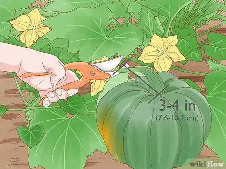 Image titled Grow Acorn Squash Step 16