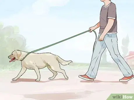 Image titled Determine Whether to Diaper a Senior Dog Step 11