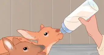 Bottle Feed an Orphaned Fawn