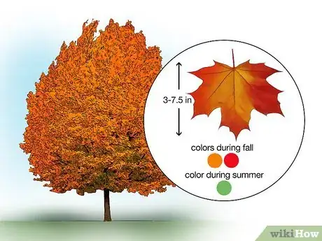 Image titled Identify Common Species of Maple Trees Step 9