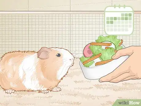 Image titled Avoid Overfeeding Your Guinea Pig Step 3