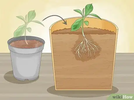 Image titled Grow Citrus Fruits Step 11