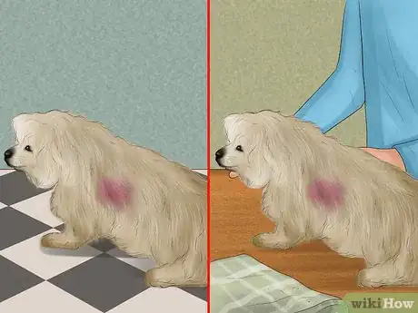 Image titled Stop a Dog from Bleeding Step 1