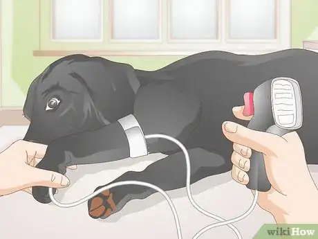 Image titled Take a Dog's Blood Pressure Step 9