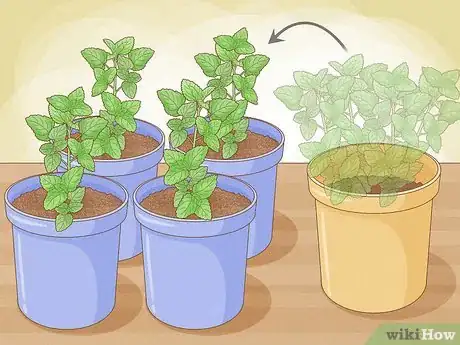 Image titled Grow Mint in a Pot Step 24