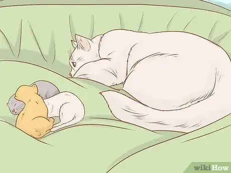 Image titled Tell if a Cat Still Has Kittens Inside Step 8