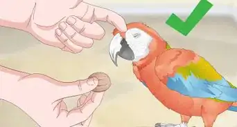 Bond with a Macaw