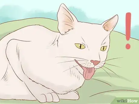 Image titled Tell if a Cat Still Has Kittens Inside Step 1