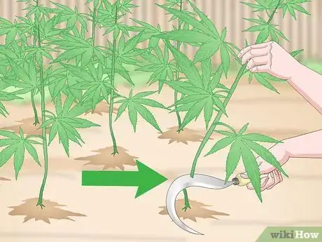 Image titled Grow Hemp Step 7