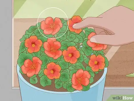 Image titled Use Nasturtiums in Food Step 8