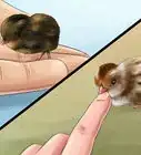 Tame a Baby Quail