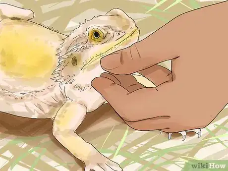 Image titled Hold a Bearded Dragon Step 3