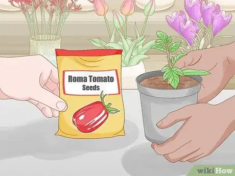 Image titled Grow Roma Tomatoes Step 1