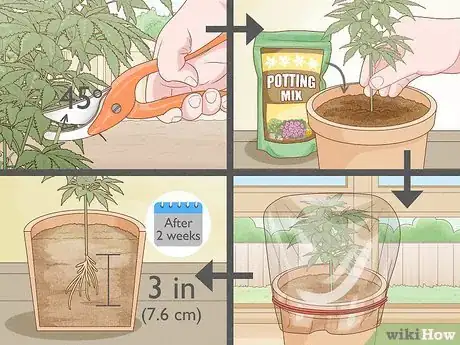 Image titled Clone a Marijuana Plant Without Rooting Hormone Step 1