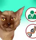 Identify a Burmese Cat