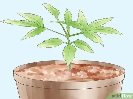 Image titled Grow Marijuana Hydroponically Step 12