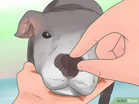 Image titled Check if Your Dog Is Healthy and Happy Step 10