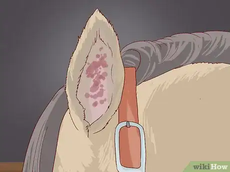 Image titled Get Rid of Ear Plaque in Horses Step 8