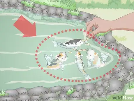 Image titled Feed Koi Step 16