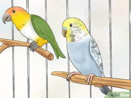 Image titled Know if a Caique Parrot Is Right for You Step 15