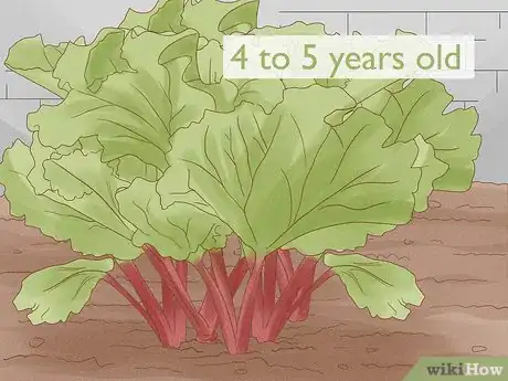 Image titled Divide Rhubarb Plants Step 2