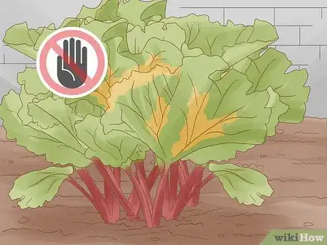 Image titled Divide Rhubarb Plants Step 3