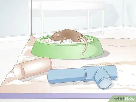 Image titled Know if a Gerbil Is Ill Step 8