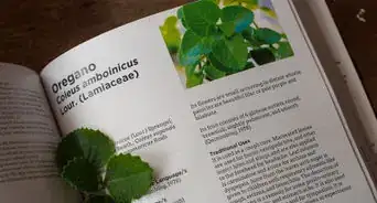 Prepare Oregano Leaves for Cough Medicine