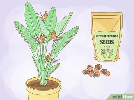 Image titled Grow Bird of Paradise Step 1