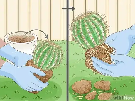 Image titled Grow Golden Barrel Cactus Step 11