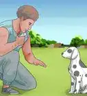 Care for a Dalmatian