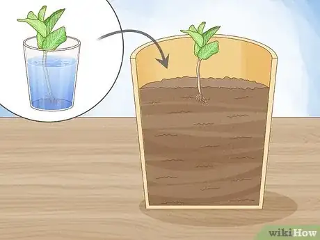 Image titled Grow Mint in a Pot Step 16