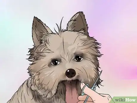 Image titled Groom a Yorkshire Terrier Step 16