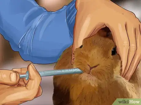 Image titled Diagnose and Treat Hair Blockages in Rabbits Step 13