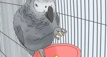 Buy a Bird