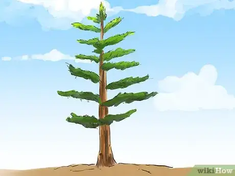 Image titled Identify Pine Trees Step 9