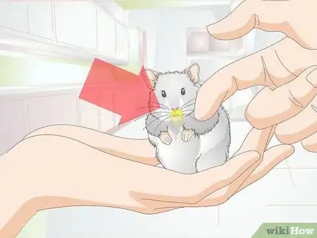 Image titled Get a Hamster to Sleep Step 14