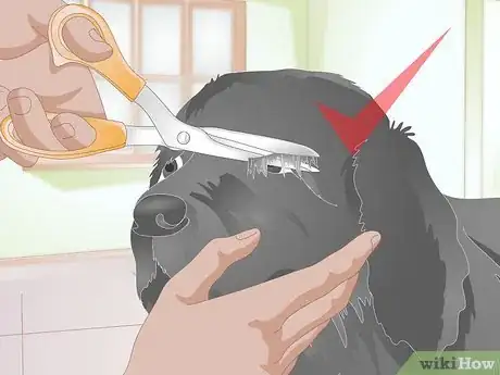 Image titled Clean Gunk from Your Dog's Eyes Step 13