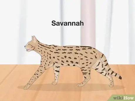 Image titled Cats That Look Like Leopards Step 5