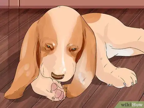 Image titled Prevent Mange in Dogs Step 1