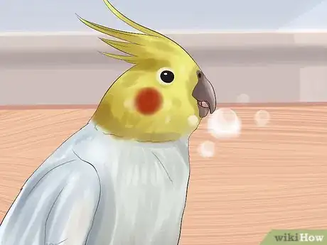 Image titled Massage a Cockatiel Step 11