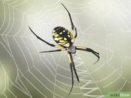 Image titled Care for a Garden Spider Step 3