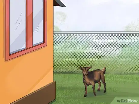 Image titled Raise Nigerian Dwarf Goats Step 5