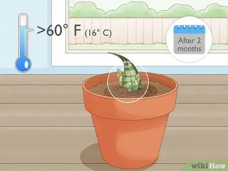 Image titled Propagate Snake Plant Step 11