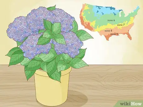 Image titled Plant Hydrangeas Step 1