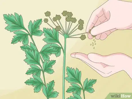 Image titled Harvest Parsley Step 15