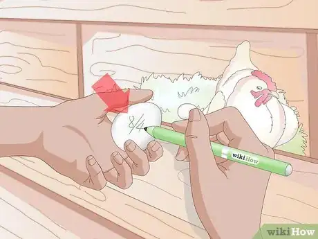 Image titled Get Your Hen to Become Broody Step 5